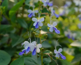 ����������ˮ�ȵĹ�Ч ������Ѫ���б�������