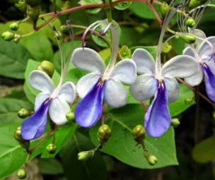 ����������ˮ�ȵĹ�Ч ������Ѫ���б�������