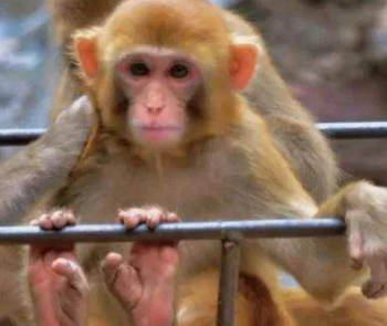 ���ӵ�β����ʲô β�ͶԺ�����������Ҫ������