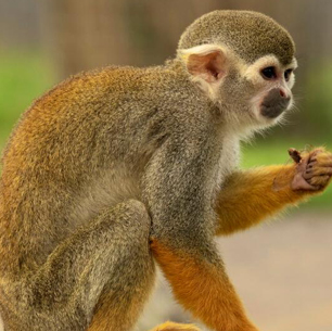 ���ӵ�β����ʲô β�ͶԺ�����������Ҫ������