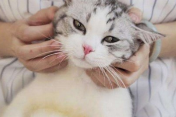 ��è��ôȷ��è�������� ������������ͬ��