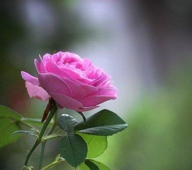 �µ�һ���簲�ľ�������Ȧ ÿ���𴲾����µ�һ��
