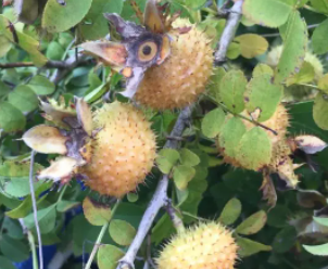 Ұ������������빦Ч Ұ��������ô��