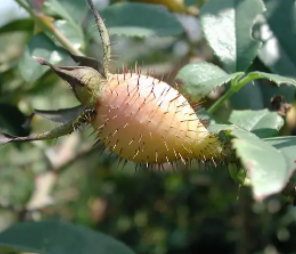 Ұ������������빦Ч Ұ��������ô��