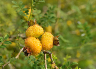 Ұ������������빦Ч Ұ��������ô��