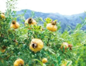 Ұ������������빦Ч Ұ��������ô��