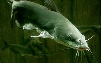 �����������͵ĵ�ˮ�� ����ѷ��������ʮ�����͵�ˮ��֮��