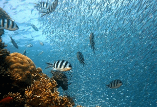 �������������������� ����һ����΢����