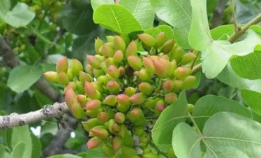 �������Ĺ�Ч������ �䶾�����ý�������