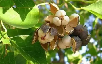 �������Ĺ�Ч������ �䶾�����ý�������