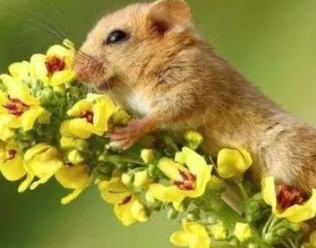 1984属鼠女微信旺财的名字 吉祥好运微信名