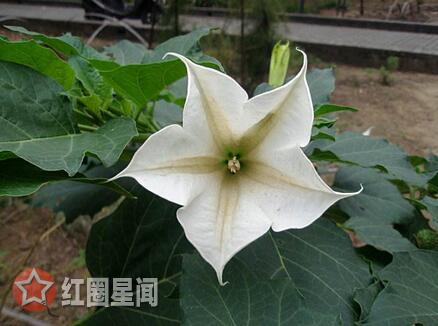 ������֮��Ƥ�ӷ�ʬ����ô���� ʬ����ʵ��������ʲô���ӵ�