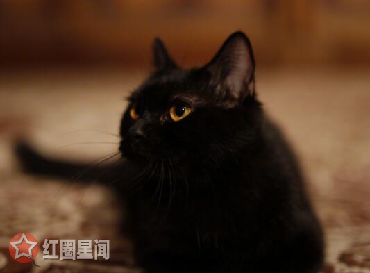 ��è�������û���Ͱ�����һ�� ��è���������������ò���