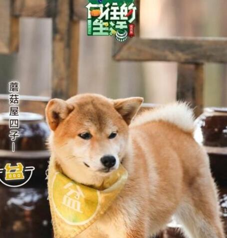 ����������С�豻˭������
