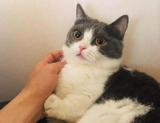 Фս��è��ʲô����