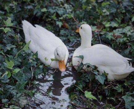 ��˼������Ѽ��ʲôƷ��