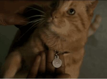 ����ӳ���èʲô����