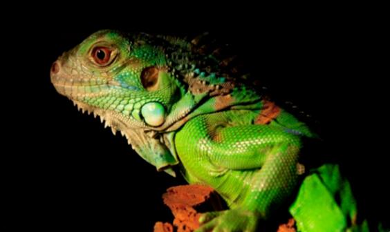 ��˹����ʲô����