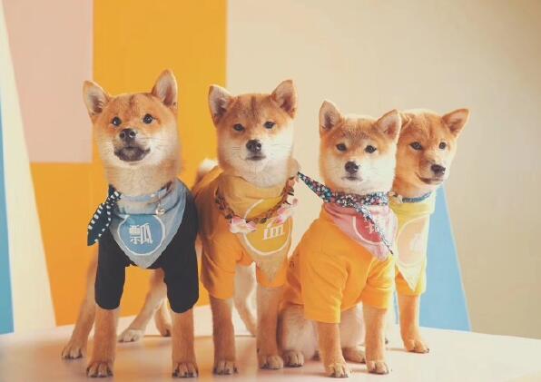 ����ư��ֱ�˭����