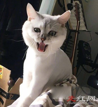 ���Ⱦ�����ʲô��˼ ����Ԫ��è������ʲôƷ��