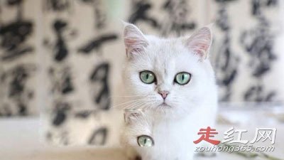 ���Ⱦ�����ʲô��˼ ����Ԫ��è������ʲôƷ��