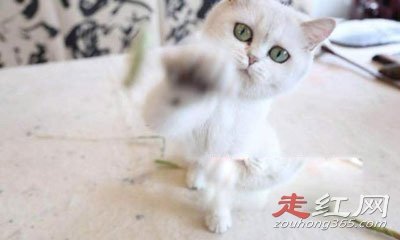 ���Ⱦ�����ʲô��˼ ����Ԫ��è������ʲôƷ��