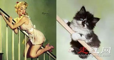 ������è�۽�����ʲô˵�� Ϊʲô˵��è�������Ǳ�̬