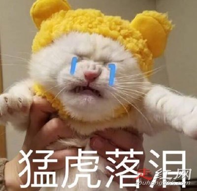 ������è�۽�����ʲô˵�� Ϊʲô˵��è�������Ǳ�̬