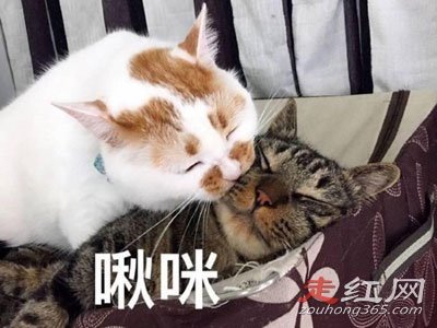 ������è�۽�����ʲô˵�� Ϊʲô˵��è�������Ǳ�̬