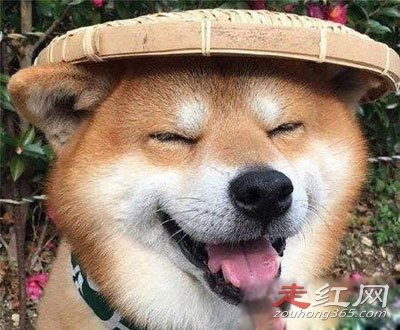 ΢Ц���ֲ��¼����˶����� ������һֻ����ô����