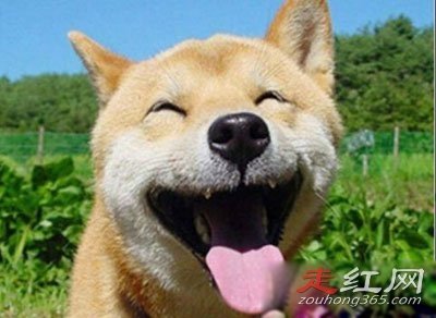 ΢Ц���ֲ��¼����˶����� ������һֻ����ô����