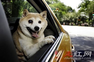 ΢Ц���ֲ��¼����˶����� ������һֻ����ô����