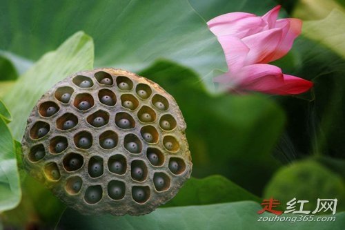 ������Ϳ���ָ��Ƶ��ɶΪ���� ʲô����ô�γɵ�