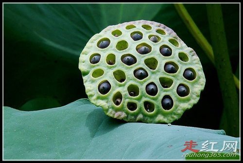 莲蓬乳是什么原因造成的 密集恐惧症图片好恶心-走红网