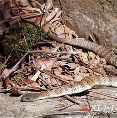 1983����������ô���� ������Ƶ�������