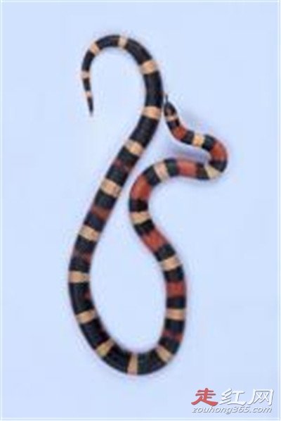 1983����������ô���� ������Ƶ�������