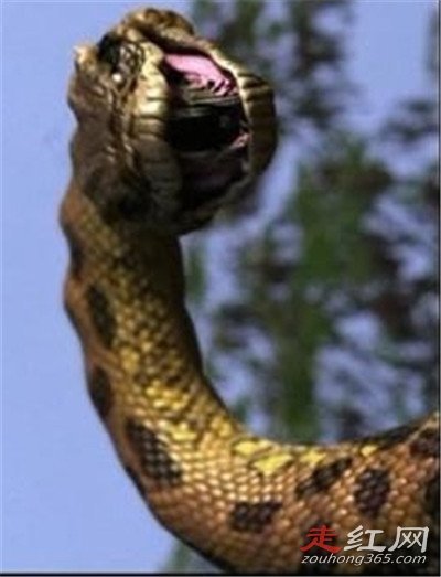 1983����������ô���� ������Ƶ�������