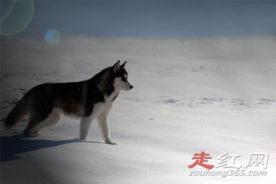 ѩ�ع�ʿ�����Ц����ô���� ��ʵ��΢Ц���¼���