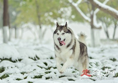 ѩ�ع�ʿ�����Ц����ô���� ��ʵ��΢Ц���¼���