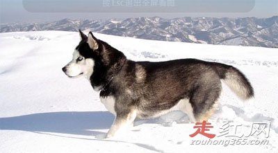 ѩ�ع�ʿ�����Ц����ô���� ��ʵ��΢Ц���¼���