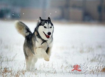 ѩ�ع�ʿ�����Ц����ô���� ��ʵ��΢Ц���¼���