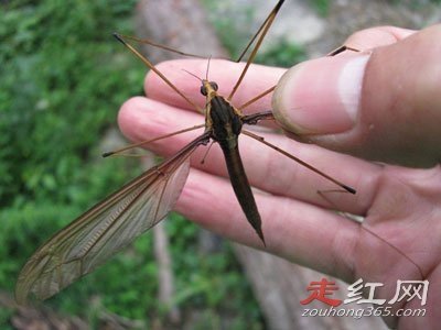 ����Ϊʲô��������� ĿǰΪֹ��û�а취