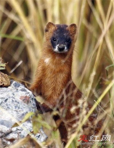 ����Ϊʲô����������� ����ʲô��ô���ϲ��ý���