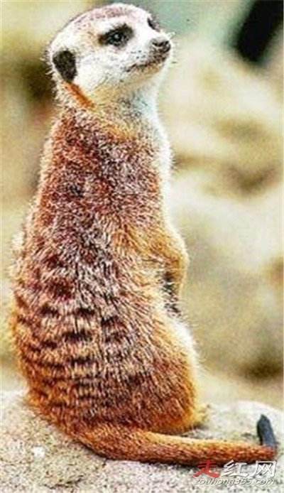 ����Ϊʲô����������� ����ʲô��ô���ϲ��ý���