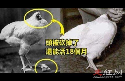 ��ͷ�����Ϊʲô���� ����֮�ջ���18����