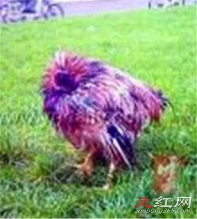 ��ͷ��Ϊ���ܻ�18���� ����ǿ�ҵ�������