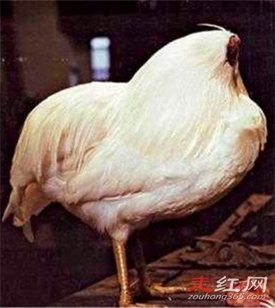 ��ͷ��Ϊ���ܻ�18���� ����ǿ�ҵ�������
