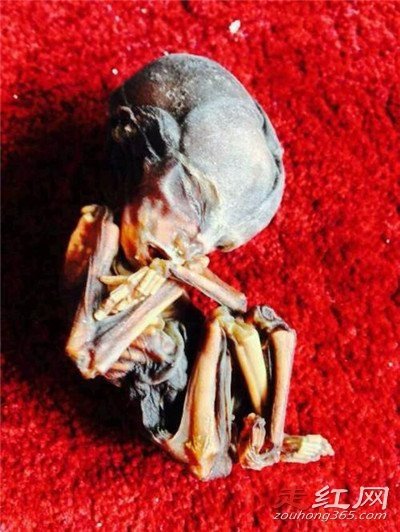 ����ͯ������ʵ���� ����С����Щ��