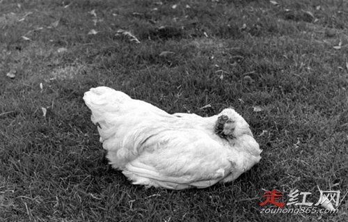 ��ͷ������������ Ϊ���ܻ�18������ô��ʳ