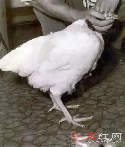 ��ͷ������֮�� ����18����Ϊʲô������